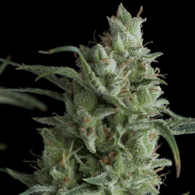 Kryptonite feminizada de Pyramid Seeds