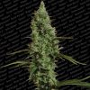 Atomical Haze feminizada de Paradise Seeds