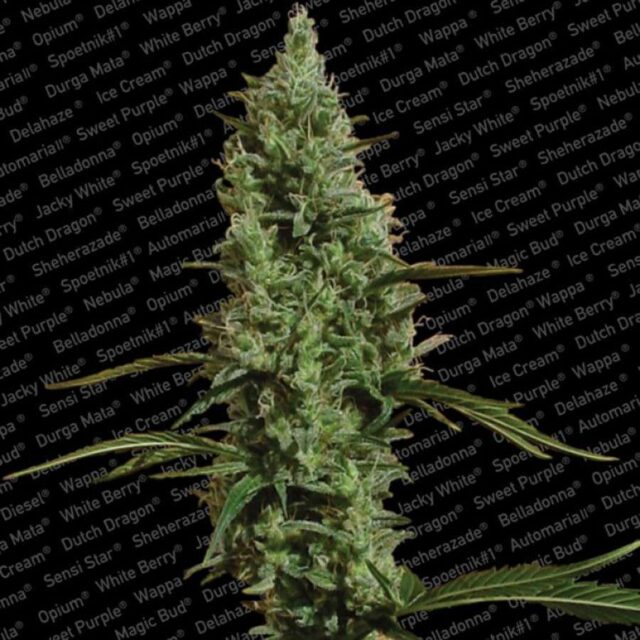 Atomical Haze feminizada de Paradise Seeds