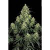 Atomical Haze feminizada de Paradise Seeds