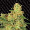Auto Acid de Paradise Seeds