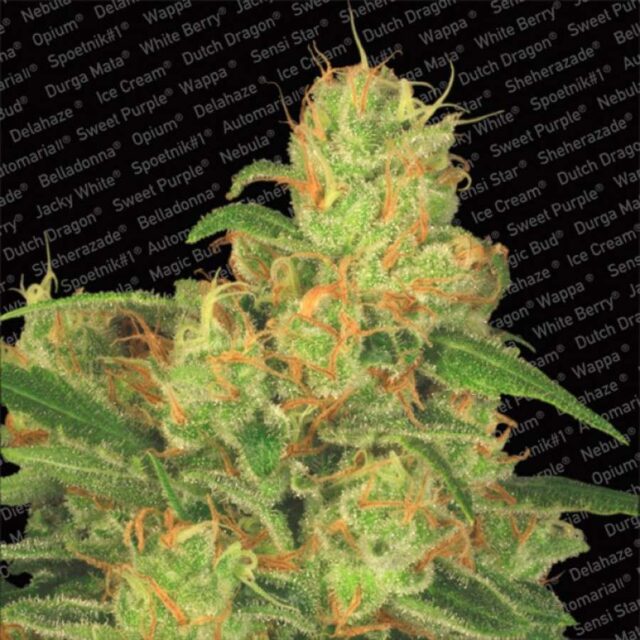 Auto Acid de Paradise Seeds