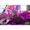 Auto Acid de Paradise Seeds