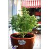 Auto Acid de Paradise Seeds