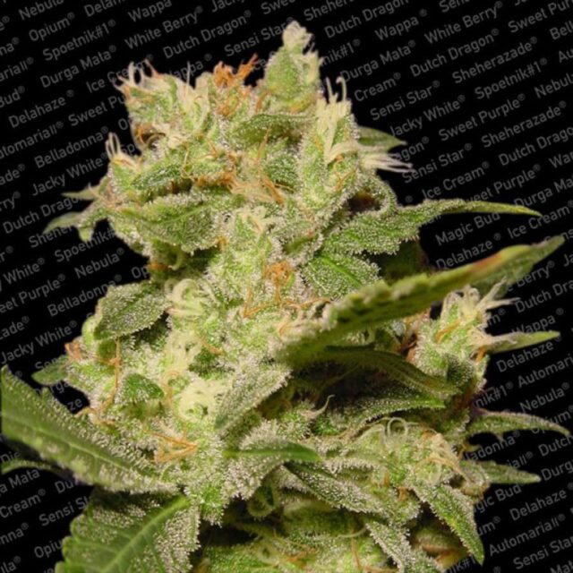 Auto Jack de Paradise Seeds