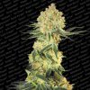 Auto Wappa de Paradise Seeds