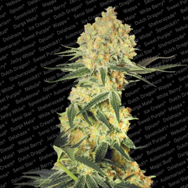 Auto Wappa de Paradise Seeds