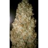 Auto Wappa de Paradise Seeds