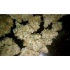 Auto Wappa de Paradise Seeds