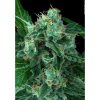 Auto Wappa de Paradise Seeds