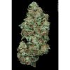 Auto Wappa de Paradise Seeds