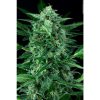 Auto Wappa de Paradise Seeds