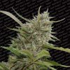 Auto White Berry de Paradise Seeds