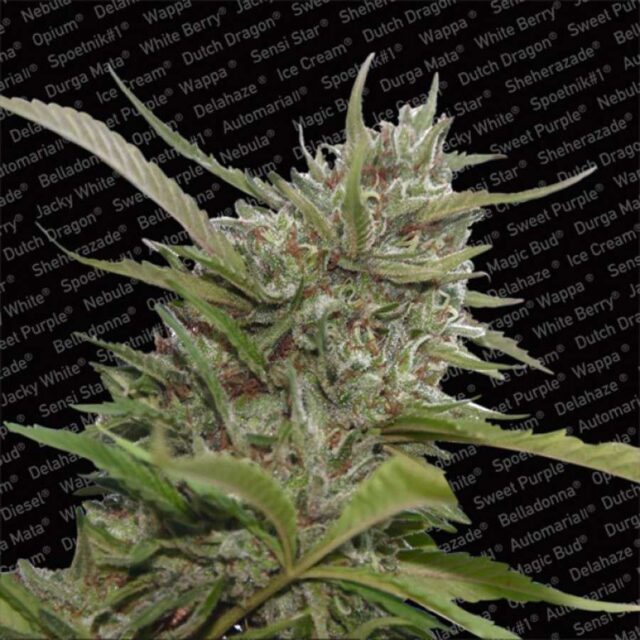 Auto White Berry de Paradise Seeds