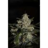 Auto White Berry de Paradise Seeds