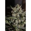 Auto White Berry de Paradise Seeds