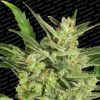 Automaria II de Paradise Seeds