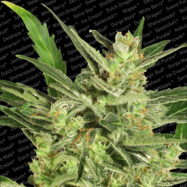 Automaria II de Paradise Seeds