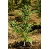 Automaria II de Paradise Seeds