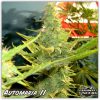 Automaria II de Paradise Seeds