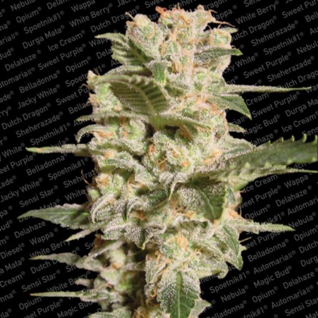 Belladonna feminizada de Paradise Seeds