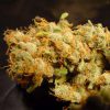 Belladonna feminizada de Paradise Seeds