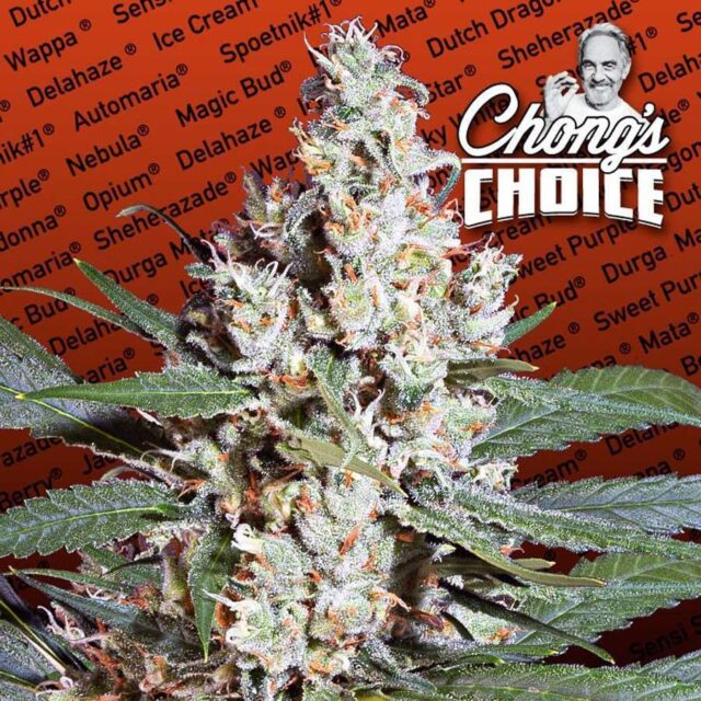 L.A. Amnesia feminizada de Paradise Seeds (Chongs Choice)