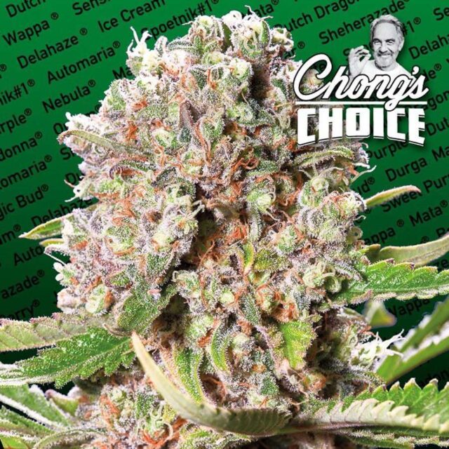 Mendocino Skunk feminizada de Paradise Seeds (Chongs Choice)