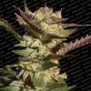 Durga Mata feminizada de Paradise Seeds