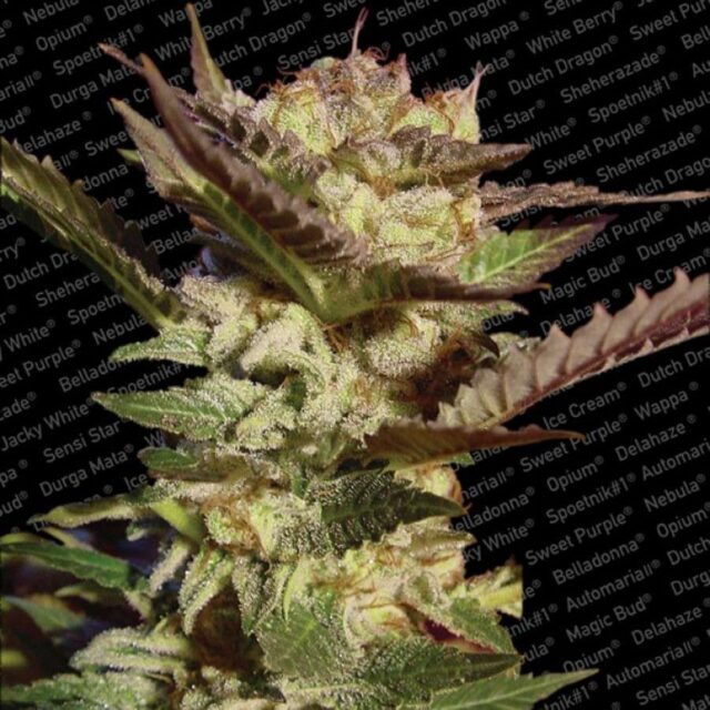 Durga Mata feminizada de Paradise Seeds