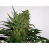 Durga Mata feminizada de Paradise Seeds