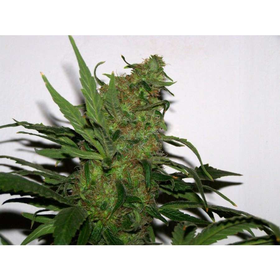 Durga Mata feminizada de Paradise Seeds