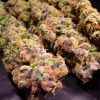 Durga Mata feminizada de Paradise Seeds