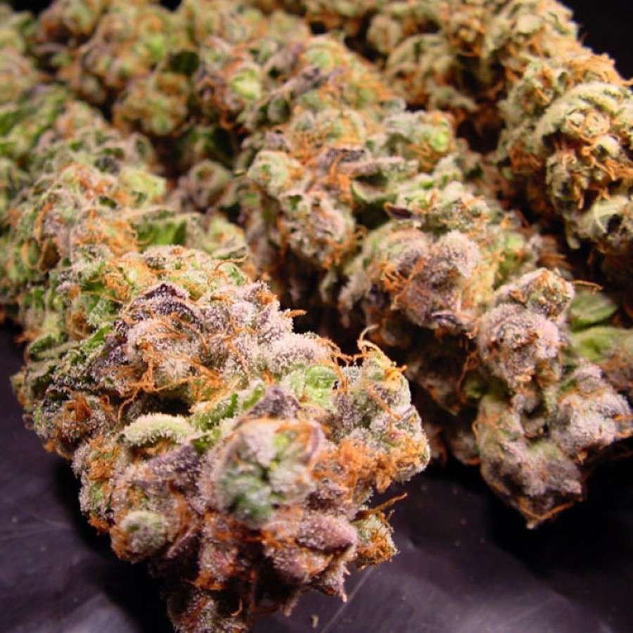 Durga Mata feminizada de Paradise Seeds