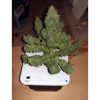 Durga Mata feminizada de Paradise Seeds