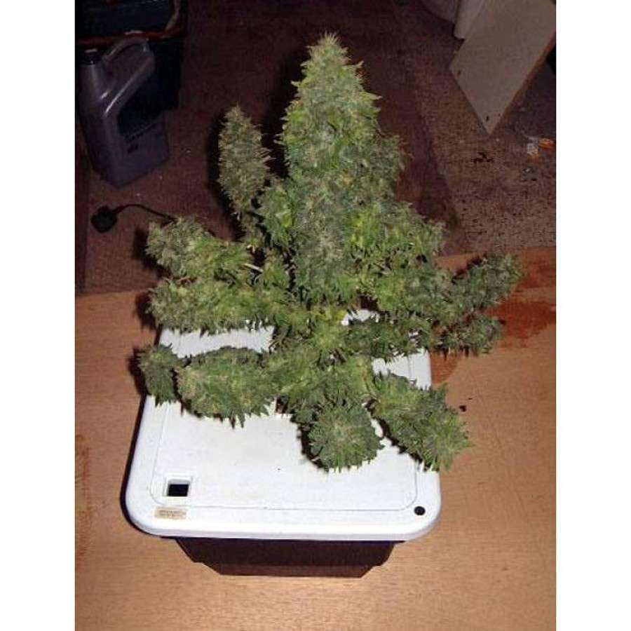 Durga Mata feminizada de Paradise Seeds