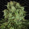 Durga Mata II CBD feminizada de Paradise Seeds