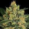 Durga Mata II CBD feminizada de Paradise Seeds