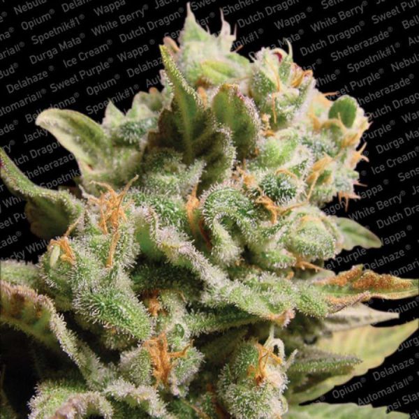 Dutch Dragon feminizada de Paradise Seeds