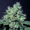 Dutch Dragon feminizada de Paradise Seeds