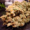 Dutch Dragon feminizada de Paradise Seeds