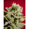 Dutch Dragon feminizada de Paradise Seeds