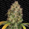 Dutch Kush feminizada de Paradise Seeds