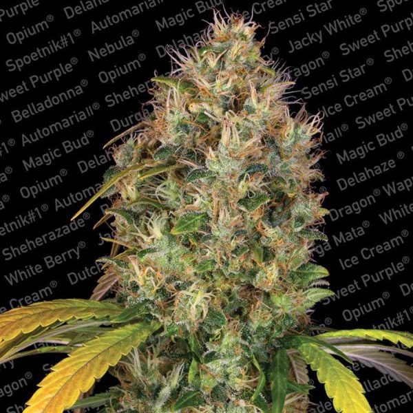 Dutch Kush feminizada de Paradise Seeds