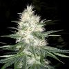 Dutch Kush feminizada de Paradise Seeds