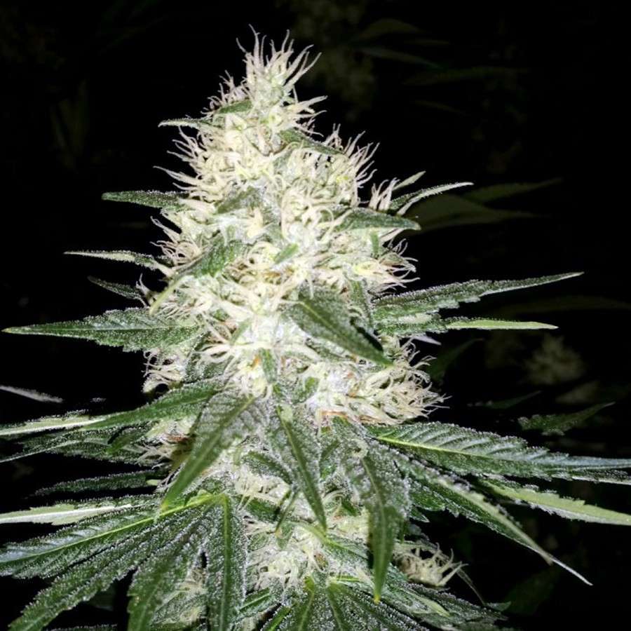 Dutch Kush feminizada de Paradise Seeds