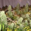 Ice Cream feminizada de Paradise Seeds