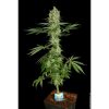 Ice Cream feminizada de Paradise Seeds