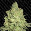 Jacky White feminizada de Paradise Seeds