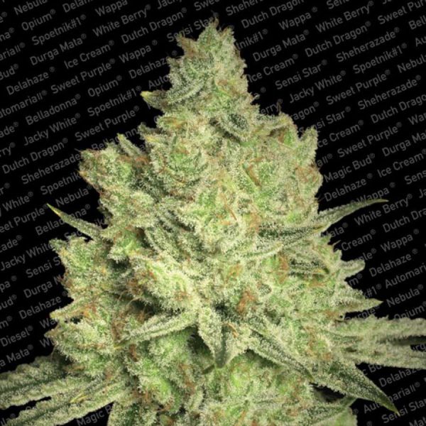 Jacky White feminizada de Paradise Seeds